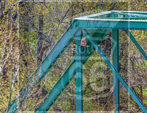 Spring 2020 © PicsbyJax-0292.jpg