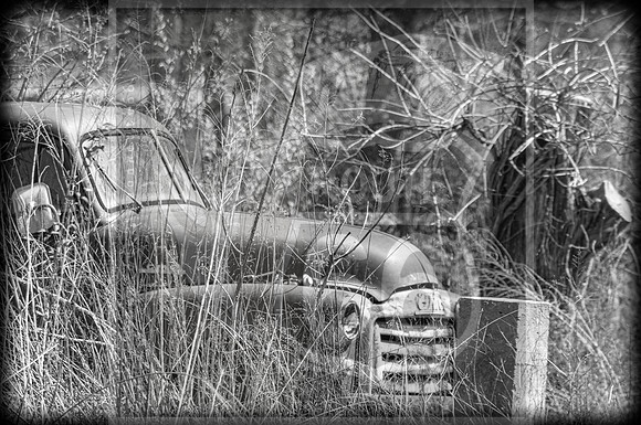 Spring 2020 © PicsbyJax-0295.jpg