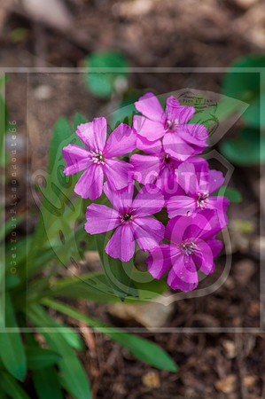 Spring 2020 © PicsbyJax-0319.jpg