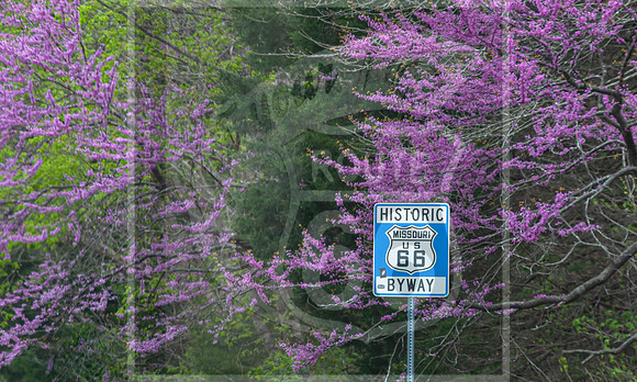 Spring 2020 © PicsbyJax-0322-2.jpg