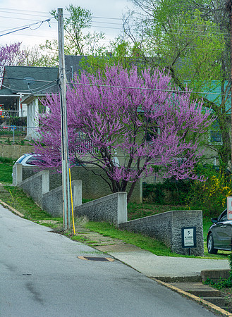 Spring 2020 (C)PicsbyJax-4179.jpg