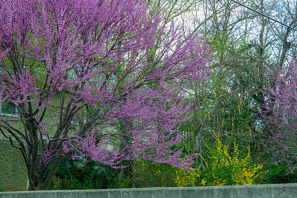 Spring 2020 (C)PicsbyJax-4180.jpg