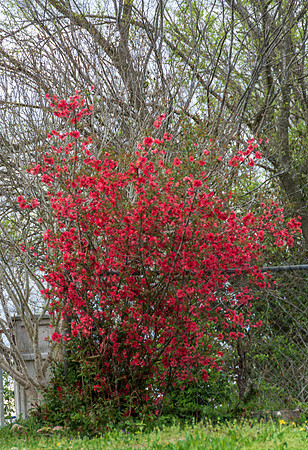 Spring 2020 (C)PicsbyJax-4181.jpg