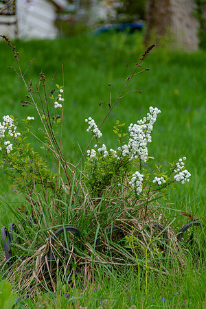 Spring 2020 (C)PicsbyJax-4183.jpg