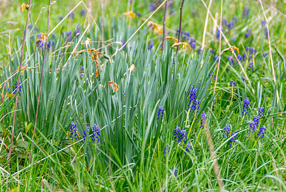 Spring 2020 (C)PicsbyJax-4193.jpg