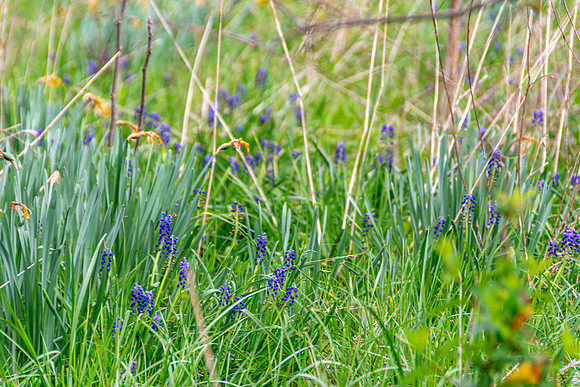 Spring 2020 (C)PicsbyJax-4194.jpg