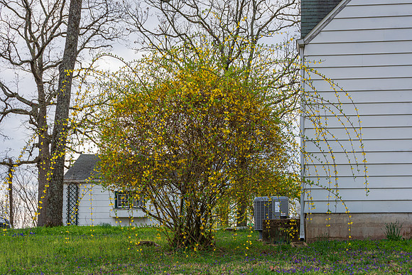 Spring 2020 (C)PicsbyJax-4211.jpg