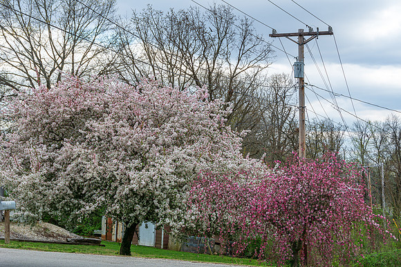 Spring 2020 (C)PicsbyJax-4213.jpg