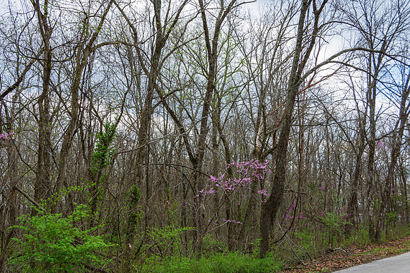 Spring 2020 (C)PicsbyJax-4214.jpg