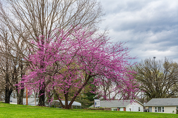 Spring 2020 (C)PicsbyJax-4224.jpg