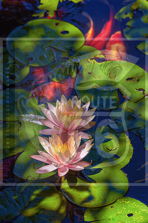 DSC_0074-Edit-Edit-Edit.jpg