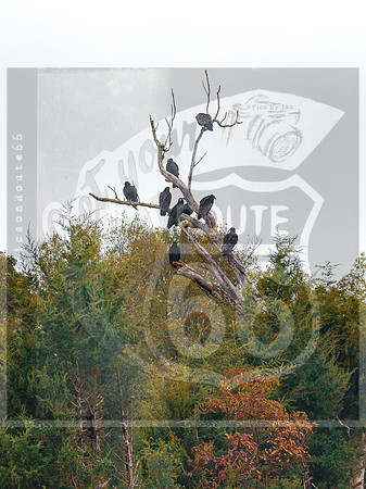 Fall 2020 © Pics by Jax-0004.jpg