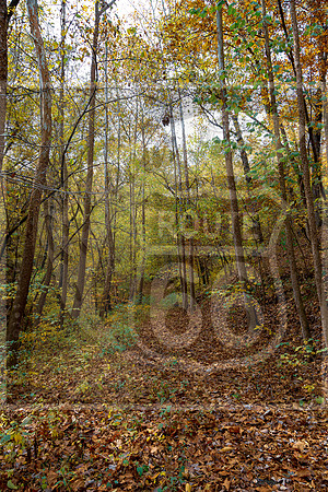 Fall - Pippin Rd. Waynesville, MO 2020 © Pics by Jax-3493.jpg