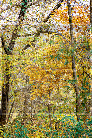 Fall - Pippin Rd. Waynesville, MO 2020 © Pics by Jax-3496.jpg