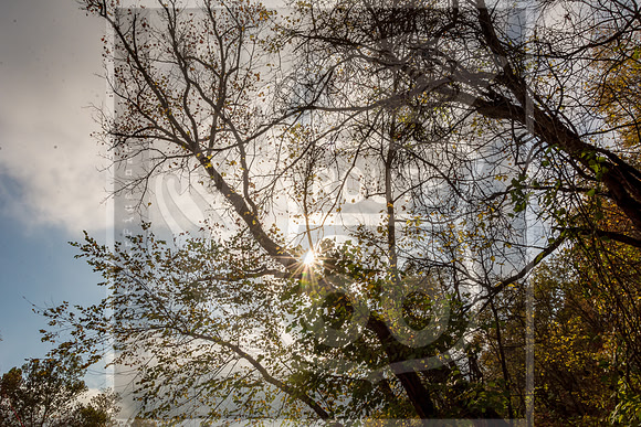 Fall - Pippin Rd. Waynesville, MO 2020 © Pics by Jax-3506.jpg