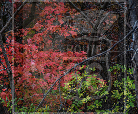Fall - Waynesville, MO 2020 © Pics by Jax-3651.jpg