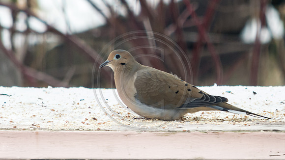 Snow Birds (c)PicsbyJax #snow #birds #wildlife #picsbyjax-0812.jpg