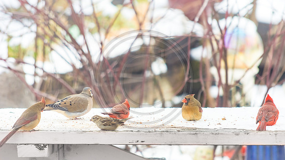 Snow Birds (c)PicsbyJax #snow #birds #wildlife #picsbyjax-0819.jpg