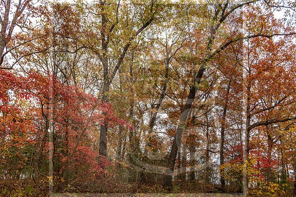 Fall - Waynesville, MO 2020 © Pics by Jax-3656.jpg