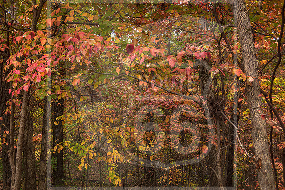 Fall - Waynesville, MO 2020 © Pics by Jax-3660.jpg