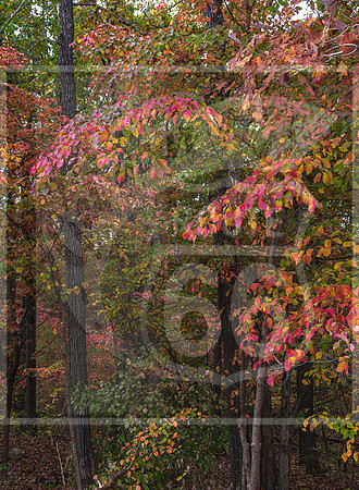 Fall - Waynesville, MO 2020 © Pics by Jax-3662.jpg