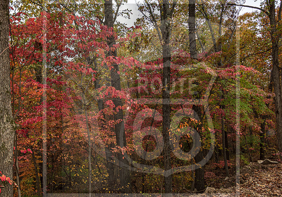 Fall - Waynesville, MO 2020 © Pics by Jax-3664.jpg