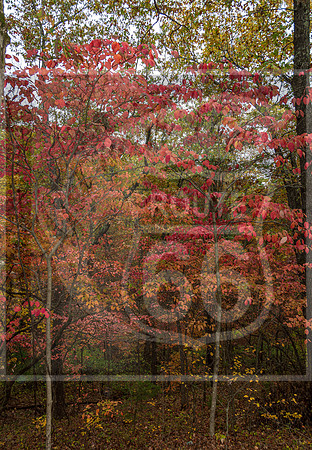 Fall - Waynesville, MO 2020 © Pics by Jax-3667.jpg