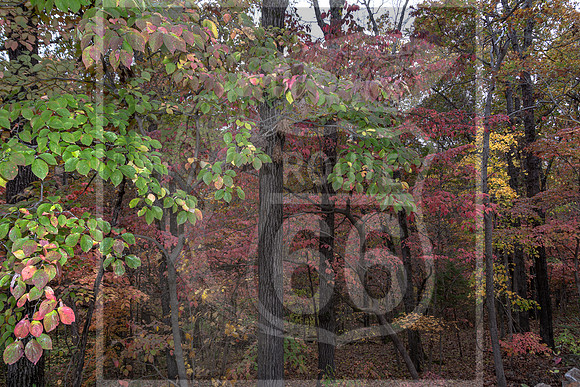 Fall - Waynesville, MO 2020 © Pics by Jax-3671.jpg