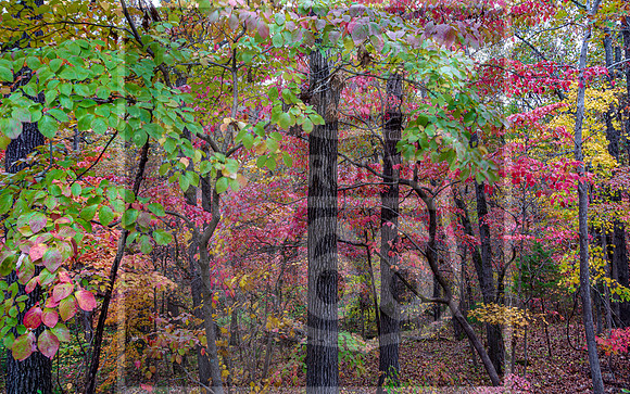 Fall - Waynesville, MO 2020 © Pics by Jax-3672.jpg