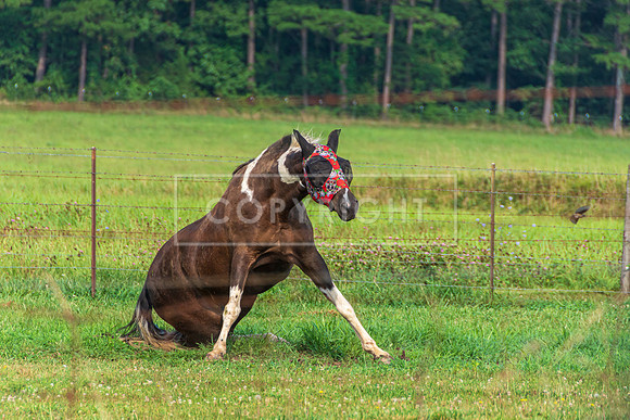 JAX_3859.jpg