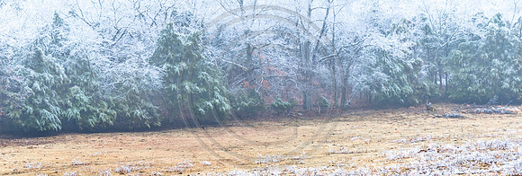 Jupiter Ice Storm- Saturday 14, 2017 (c)PicsbyJax whatisee shootandediteveryday picsbyjax-0034.jpg