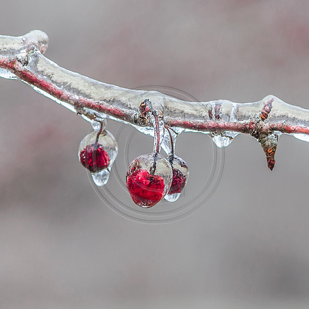 Jupiter Ice Storm- Friday 13, 2017 (c)PicsbyJax whatisee shootandediteveryday picsbyjax-0200-HDR.jpg