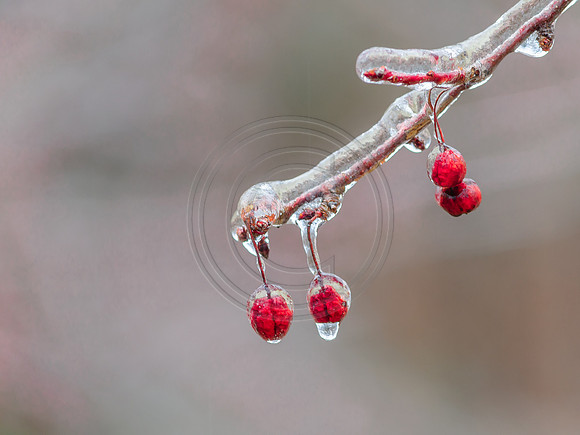 Jupiter Ice Storm- Friday 13, 2017 (c)PicsbyJax whatisee shootandediteveryday picsbyjax-0199-HDR.jpg