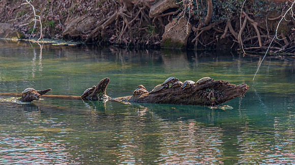 Turtles Sunbathing © Pics by Jax-0238.jpg