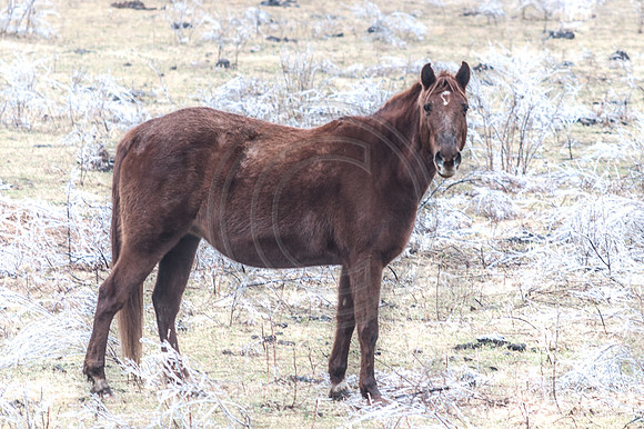 Jupiter Ice Storm- Saturday 14, 2017 (c)PicsbyJax whatisee shootandediteveryday picsbyjax-0030.jpg