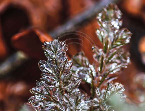 Jupiter Ice Storm- Friday 13, 2017 (c)PicsbyJax whatisee shootandediteveryday picsbyjax-0076.jpg