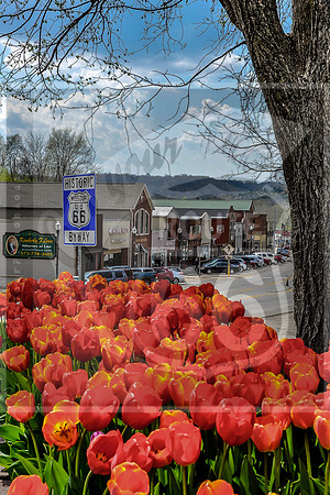 Waynesville, MO Tulips Rt66 sign getyourpicsonroute66 picsbyjax - 0498.jpg