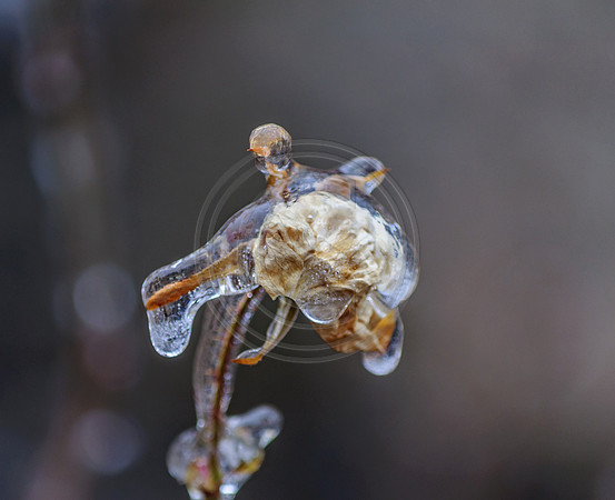 Jupiter Ice Storm- Friday 13, 2017 (c)PicsbyJax whatisee shootandediteveryday picsbyjax-0184.jpg