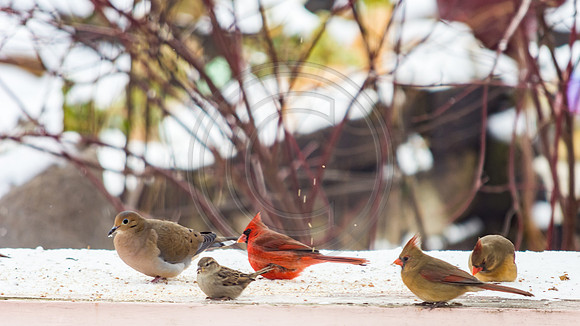 Snow Birds (c)PicsbyJax #snow #birds #wildlife #picsbyjax-0823.jpg