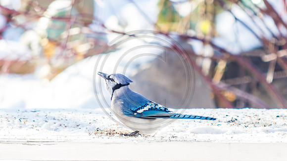 Snow Birds (c)PicsbyJax #snow #birds #wildlife #picsbyjax-0866.jpg