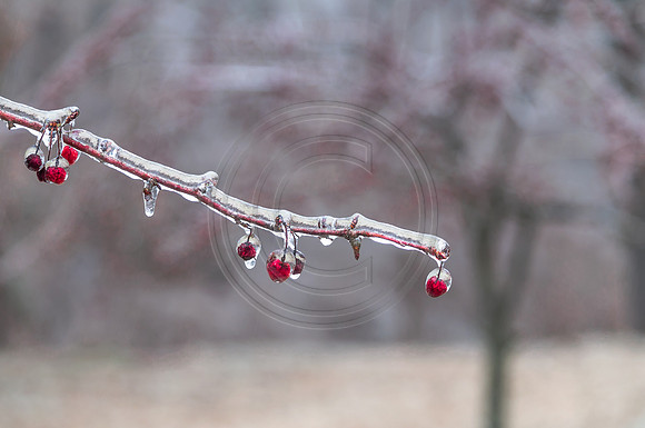 Jupiter Ice Storm- Friday 13, 2017 (c)PicsbyJax whatisee shootandediteveryday picsbyjax-0203-HDR.jpg