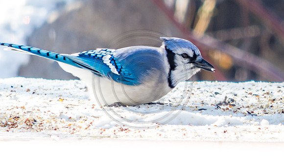 Snow Birds (c)PicsbyJax #snow #birds #wildlife #picsbyjax-0875.jpg