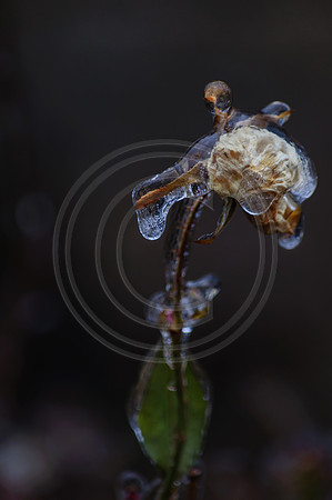 Jupiter Ice Storm- Friday 13, 2017 (c)PicsbyJax whatisee shootandediteveryday picsbyjax-0185.jpg