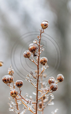 Jupiter Ice Storm- Friday 13, 2017 (c)PicsbyJax whatisee shootandediteveryday picsbyjax-0192.jpg