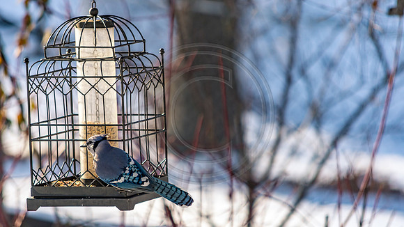 Snow Birds (c)PicsbyJax #snow #birds #wildlife #picsbyjax-0855.jpg