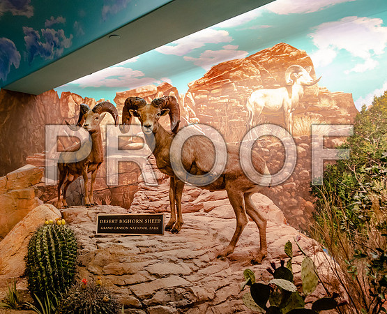 Wonders of Wildlife National Museum and Aquarium (C) PicsbyJax #wondersofwildlife #springfieldmo #picsbyjax -8952.jpg