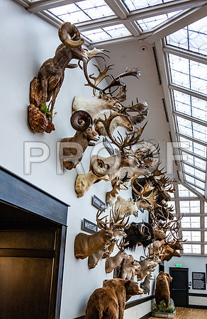 Wonders of Wildlife National Museum and Aquarium (C) PicsbyJax #wondersofwildlife #springfieldmo #picsbyjax -8974.jpg