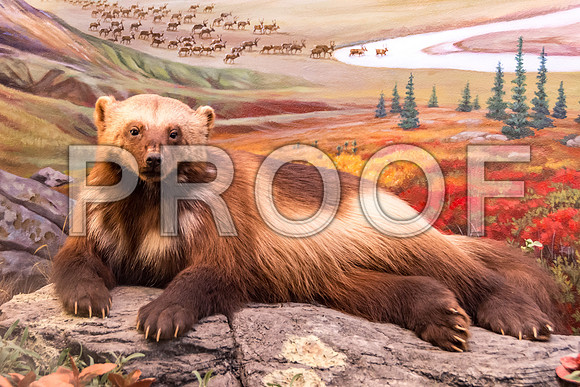 Wonders of Wildlife National Museum and Aquarium (C) PicsbyJax #wondersofwildlife #springfieldmo #picsbyjax -8987.jpg