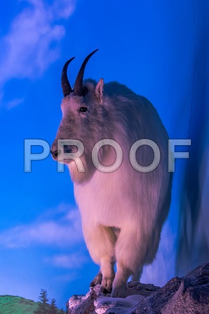 Wonders of Wildlife National Museum and Aquarium (C) PicsbyJax #wondersofwildlife #springfieldmo #picsbyjax -8938.jpg