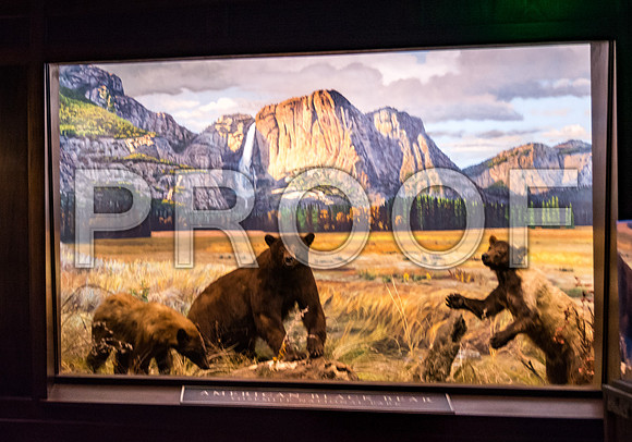Wonders of Wildlife National Museum and Aquarium (C) PicsbyJax #wondersofwildlife #springfieldmo #picsbyjax -8923.jpg